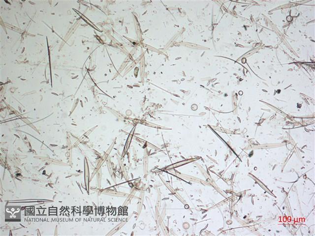 登錄號:A00004640藏品圖，第2張