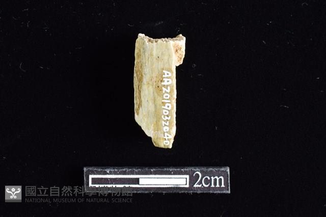 錛鑿形器藏品圖，第2張