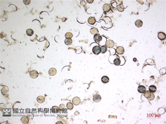 登錄號:A00004660藏品圖，第2張