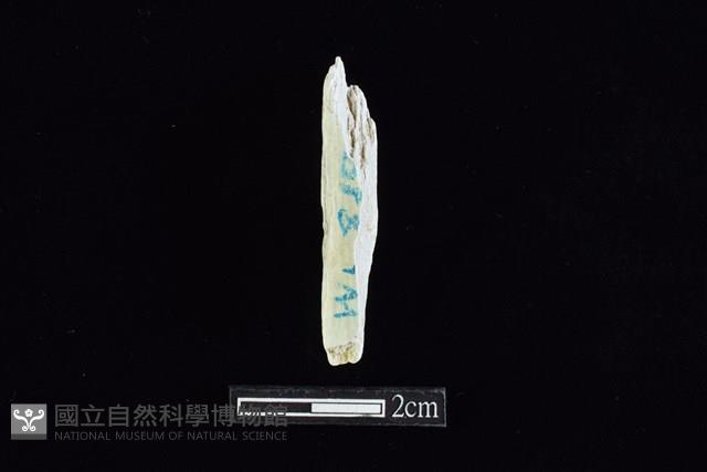 錛鑿形器藏品圖，第2張