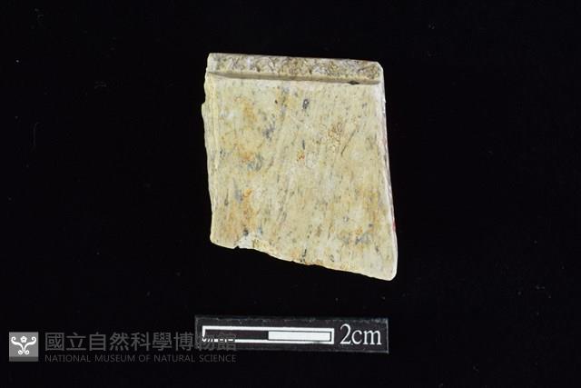 錛鑿形器藏品圖，第2張