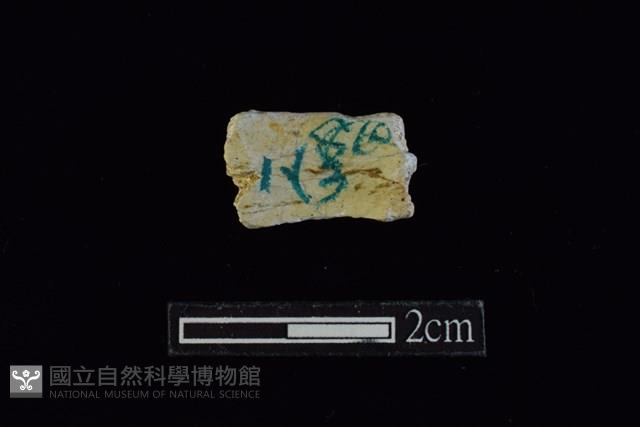 玉環藏品圖，第2張