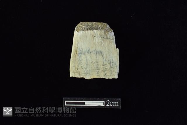 錛鑿形器藏品圖，第2張