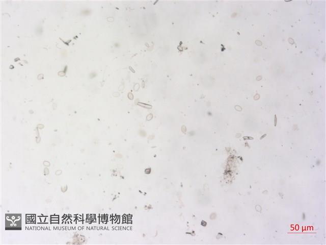 登錄號:A00004500藏品圖，第2張