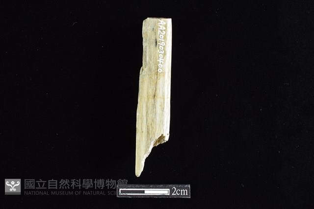 錛鑿形器藏品圖，第2張