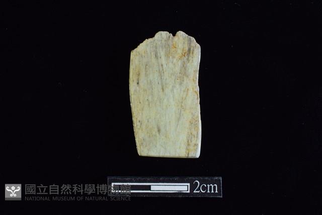 錛鑿形器藏品圖，第2張