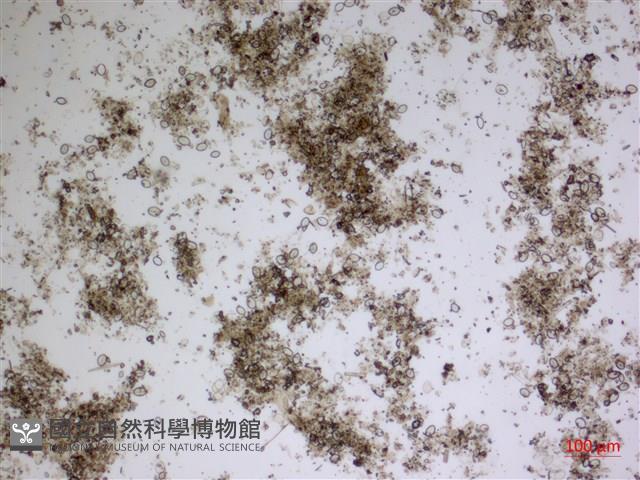 登錄號:A00004580藏品圖，第2張