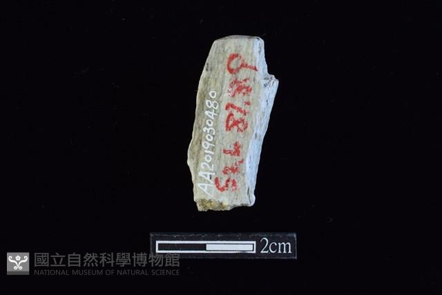 錛鑿形器藏品圖，第2張