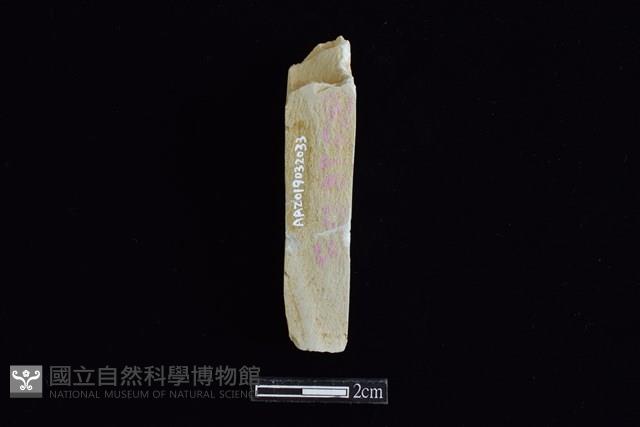 錛鑿形器藏品圖，第2張