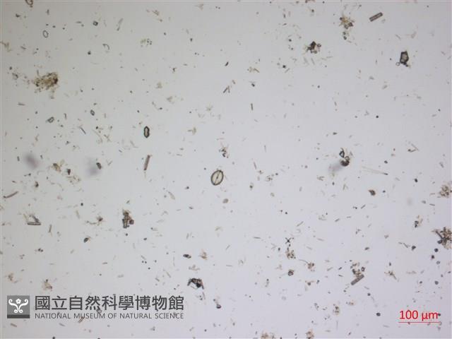 登錄號:A00004533藏品圖，第2張