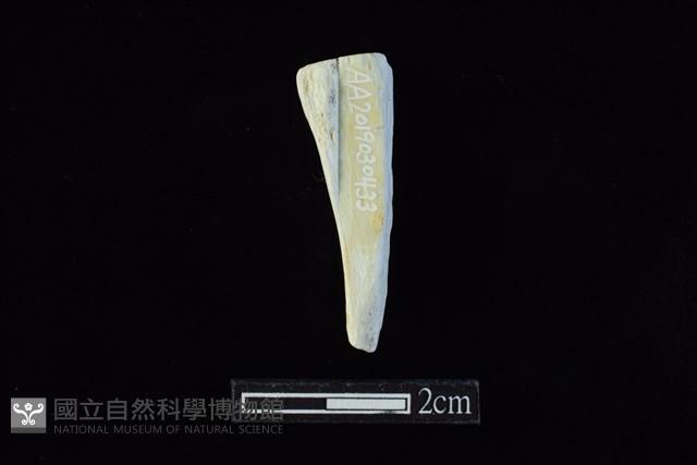 錛鑿形器藏品圖，第1張