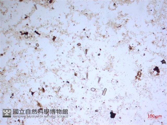 登錄號:A00004553藏品圖，第2張