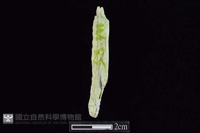 錛鑿形器藏品圖，第2張