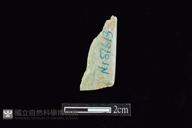 錛鑿形器藏品圖，第2張