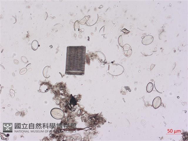 登錄號:A00004523藏品圖，第2張