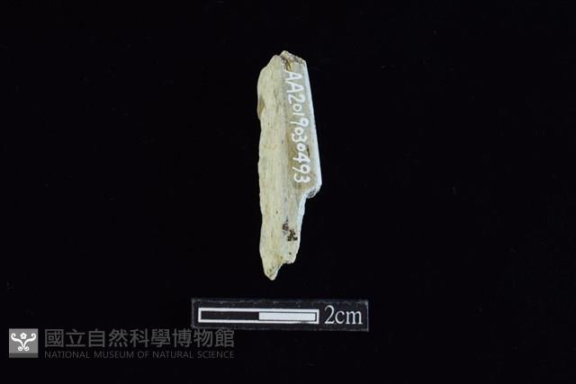 錛鑿形器藏品圖，第2張