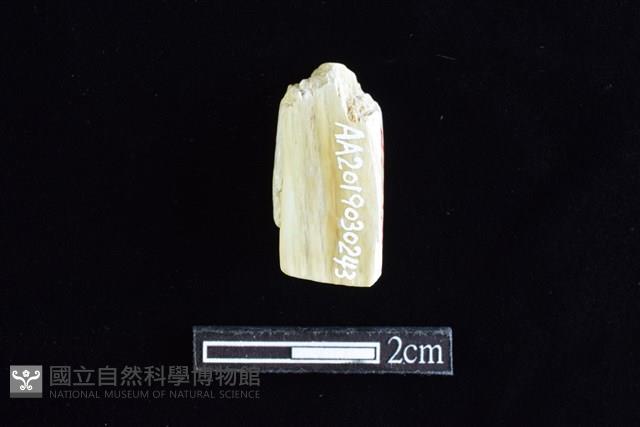 錛鑿形器藏品圖，第2張