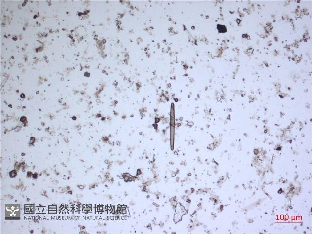登錄號:A00004543藏品圖，第2張