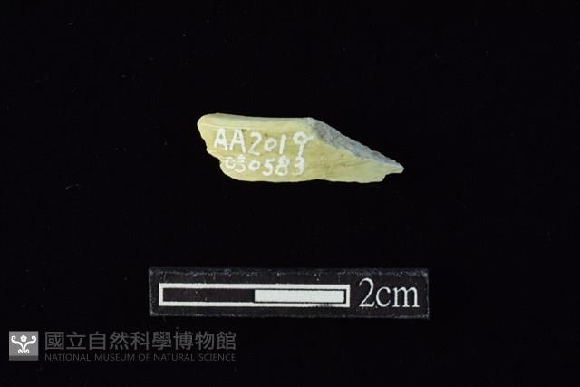 玉環藏品圖，第1張