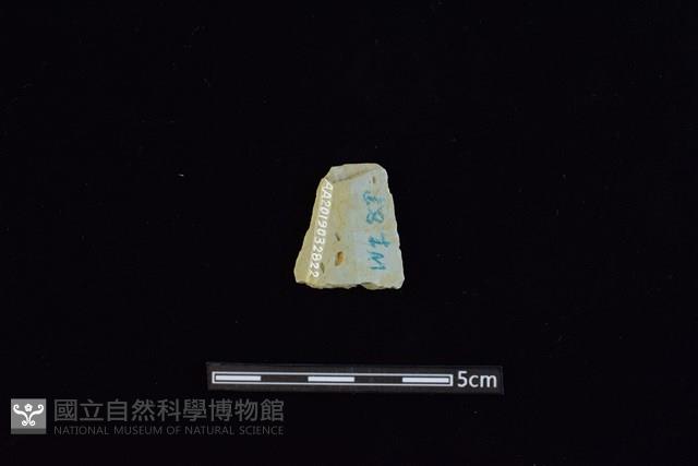 矛鏃形器藏品圖，第2張