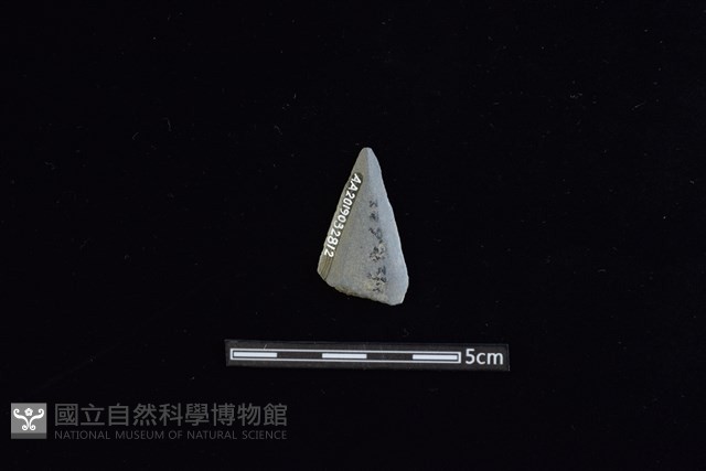矛鏃形器藏品圖，第2張