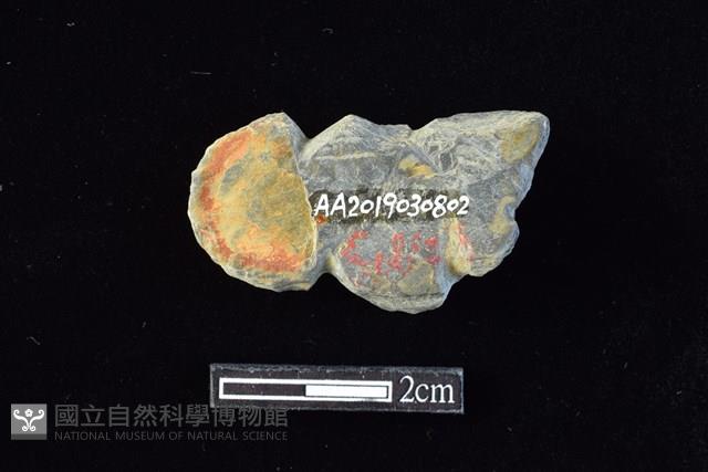 網墜藏品圖，第2張