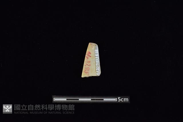 矛鏃形器藏品圖，第2張