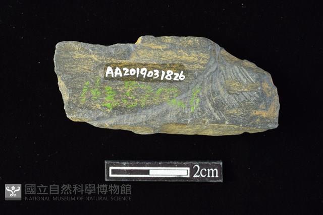 網墜藏品圖，第2張