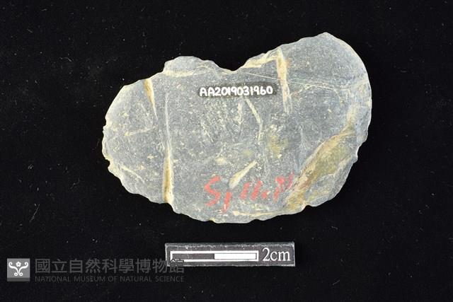 網墜藏品圖，第2張