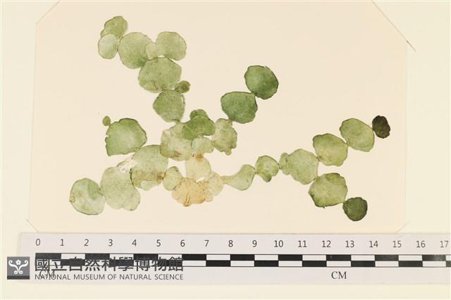登錄號:A00004952藏品圖，第1張