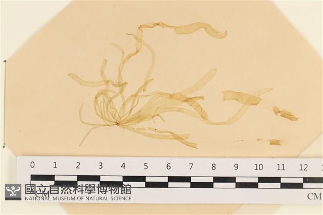 登錄號:A00003952藏品圖，第1張