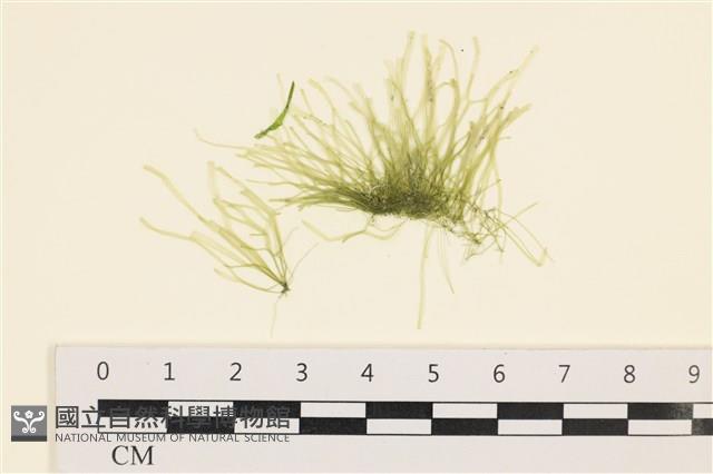 腸滸苔, 河石髮藏品圖，第1張