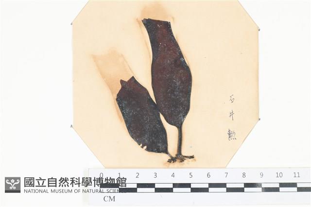 登錄號:A00003992藏品圖，第1張