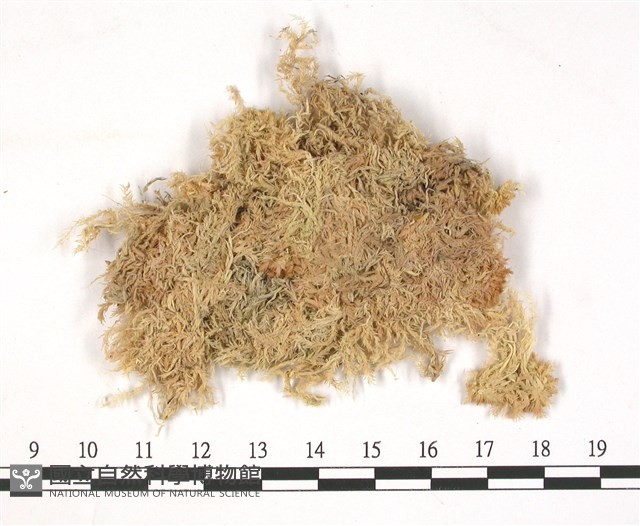 暖地泥炭蘚藏品圖，第3張