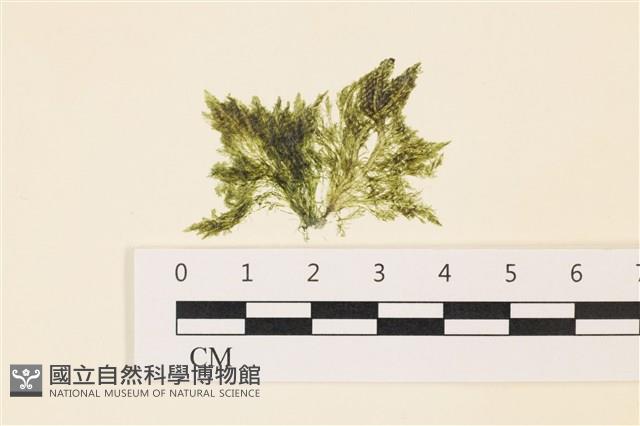 登錄號:A00004962藏品圖，第1張