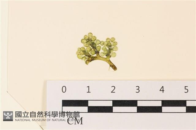 登錄號:A00004982藏品圖，第1張