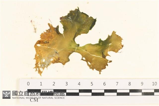 石蓴藏品圖，第1張