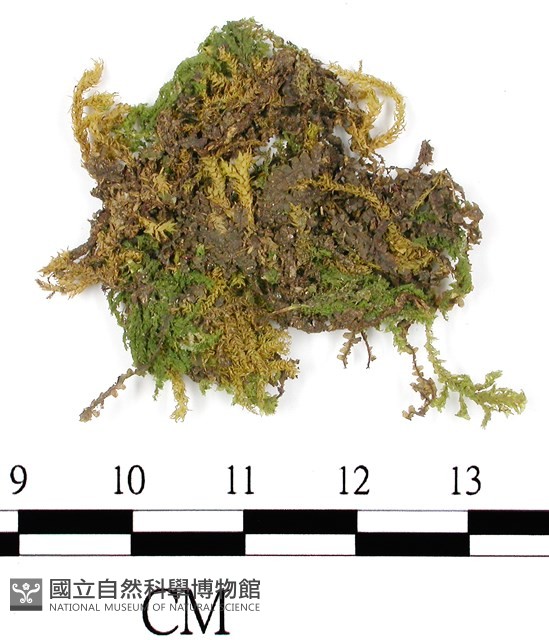 日本孔雀蘚藏品圖，第3張