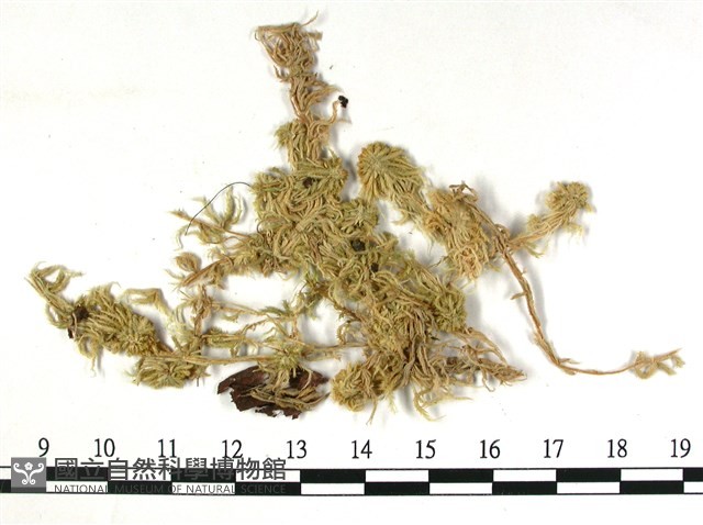 狹葉泥炭蘚藏品圖，第3張