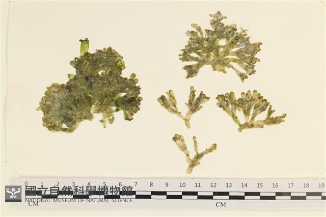 法囊藻藏品圖，第1張