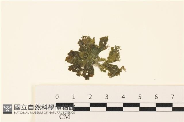 浮網藻, 肋葉藻藏品圖，第1張