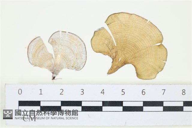 小團扇藻藏品圖，第1張