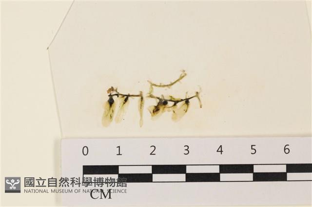 登錄號:A00004896藏品圖，第1張