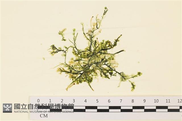 盾葉蕨藻藏品圖，第1張