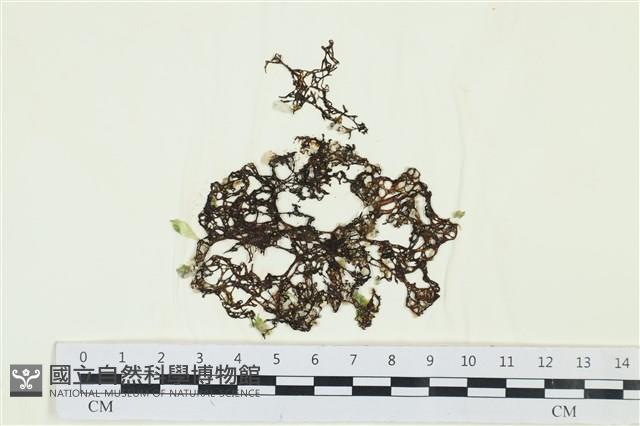 網胰藻藏品圖，第1張