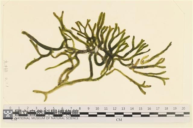 登錄號:A00001924藏品圖，第1張