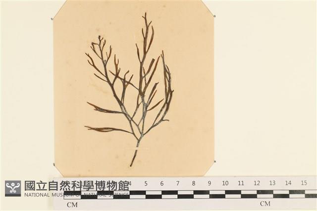 登錄號:A00003874藏品圖，第1張