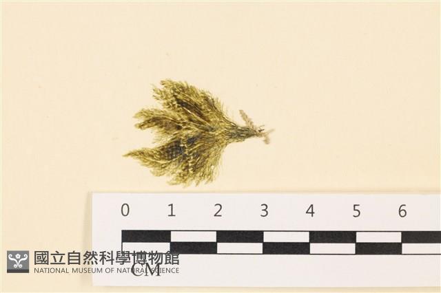 登錄號:A00004994藏品圖，第1張