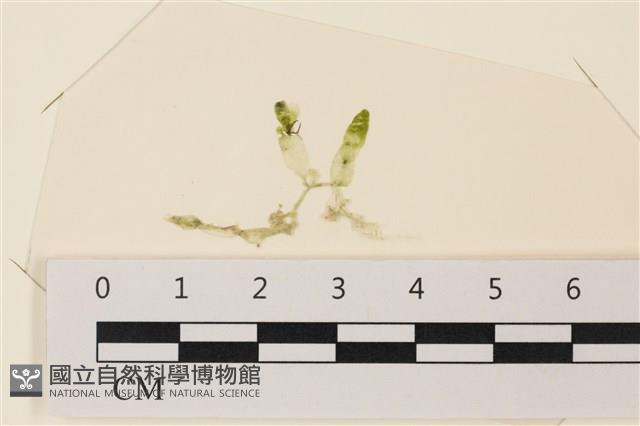 登錄號:A00004894藏品圖，第1張