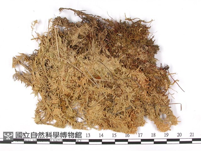 稀孔泥炭蘚藏品圖，第3張